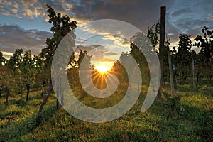 Sunset in vineyards