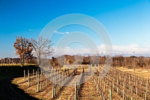 Sunset in the vineyards of Collio, Italy