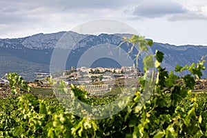 Sunset among vineyards in Laguardia with Sierra Cantabria in the background photo