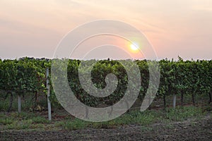 Sunset on the vineyards of the Odesa region in Ukraine