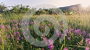 Sunset and violet lavender field flowers