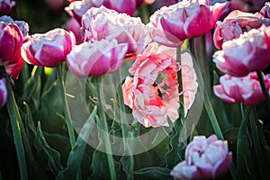 Sunset and warm sun light over the colored blooming tulip fields of holland