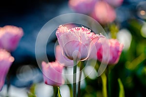 Sunset and warm sun light over the colored blooming tulip fields of holland