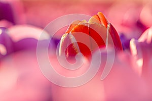 Sunset and warm sun light over the colored blooming tulip fields of holland