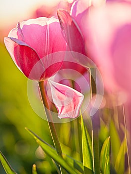 Sunset and warm sun light over the colored blooming tulip fields of holland