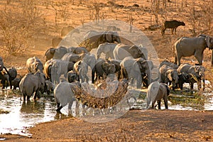 Sunset at the water hole