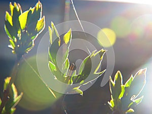 Sunset webs