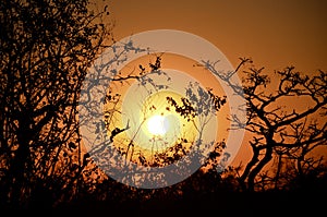 Sunset at Welgevonden Game Reserve South Africa