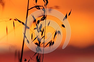 Sunset on Wheat Crop