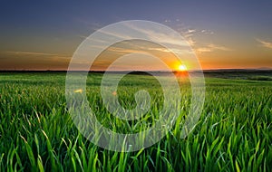 Sunset in the wheat field