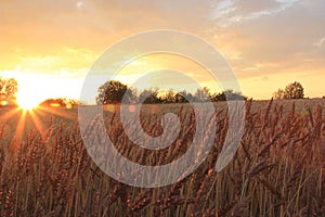 Sunset on the wheat field