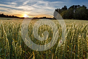 Sunset on wheat field in Finland with ladybug