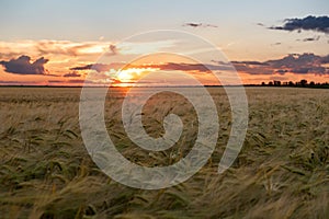Sunset in wheat field. Summer landscape