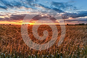 Sunset and Wheat Field with Windmill in Background and Chamomile in Foreground