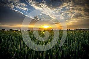 Sunset in the wheat fields