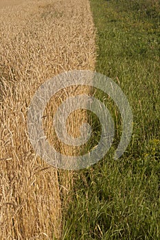 Sunset wheat golden field in the evening. Growth nature harvest. Agriculture farm