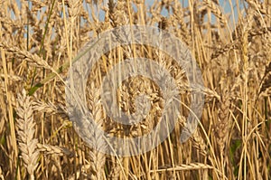 Sunset wheat golden field in the evening. Growth nature harvest. Agriculture farm