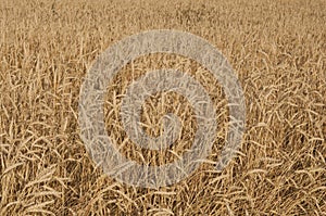 Sunset wheat golden field in the evening. Growth nature harvest. Agriculture farm