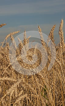 Sunset wheat golden field in the evening. Growth nature harvest. Agriculture farm