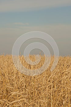 Sunset wheat golden field in the evening. Growth nature harvest. Agriculture farm