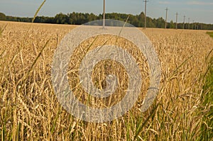 Sunset wheat golden field in the evening. Growth nature harvest. Agriculture farm