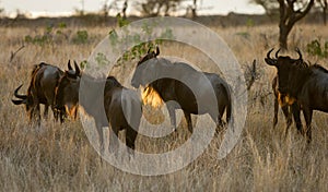 Sunset with Wildebeests