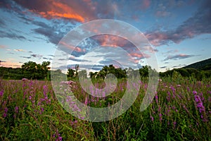 Sunset and wildflowers