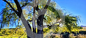 Sunset through the willo tree branches and green leaves