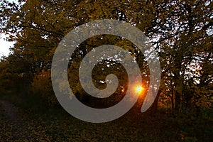 Sunset in the windbreak by the road