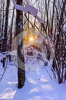 Sunset in winter forest