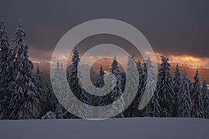 Sunset in a winter forest. Frozen trees