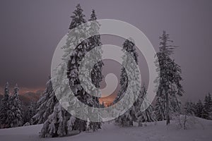 Sunset in a winter forest. Frozen trees