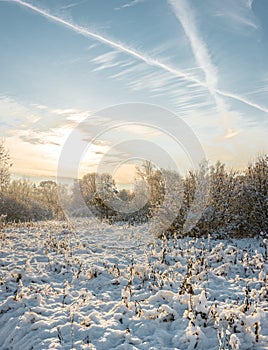 sunset in the winter forest/Snowy fir trees in winter forest at