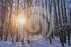 Sunset in the winter forest. The sun`s rays break through the snow-covered trees. Picture of winter calm. Natural background