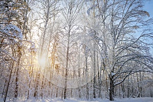 Sunset in the winter forest. The sun`s rays break through the snow-covered trees. Picture of winter calm. Natural background