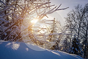 Sunset in the winter forest. The sun`s rays break through the snow-covered trees. Picture of winter calm. Natural background