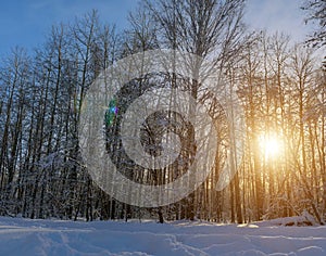 Sunset in the winter forest. The sun`s rays break through the snow-covered trees. Picture of winter calm. Natural background