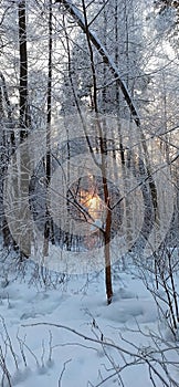 Sunset in winter among the branches of trees