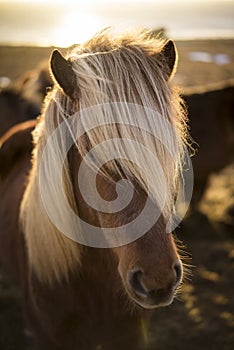 Sunset in Winter with Icelandic Horses photo