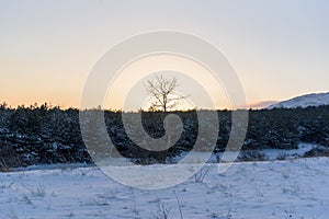 Sunset winter lonely tree in front
