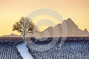 Sunset in winter over the vineyards of Barolo Langhe, Piedmont,