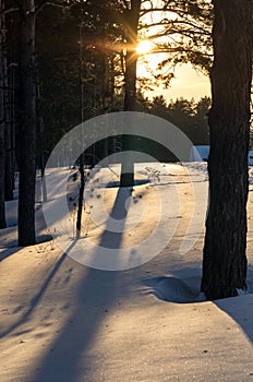 A sunset in winter pine forest with long shadows on deep snow