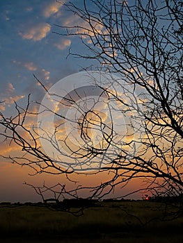 A sunset witnessed through the branches.
