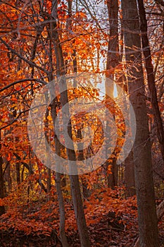 Sunset on a wooded trail during autumn