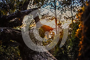 Nature sunset behind the wood photo