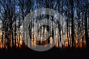 Sunset in the woods autumn forest