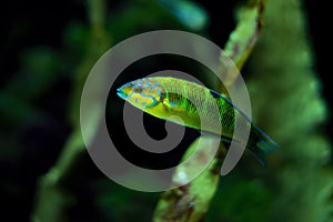 Sunset Wrasse fish close up in a saltwater aquarium