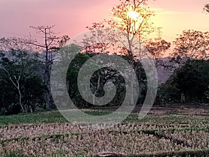 Sunset Yellow Field Green Bushes Jungle Forest in Countryside Rural Area Village Trees Landscape Scenery Background Harvest Season