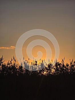 sunset  yellow  summer  life