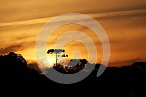 Sunset with yellowish sky full of orange clouds, with tropical rainforest in the background photo